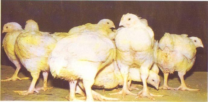 Broilers - kyllinger til hurtig kvittering af kostkød