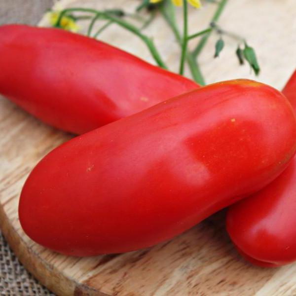 Højtydende tomat 