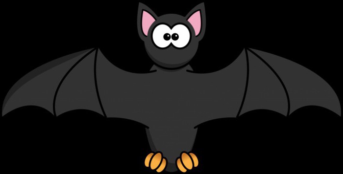 Bat som et kæledyr: vedligeholdelse og pleje