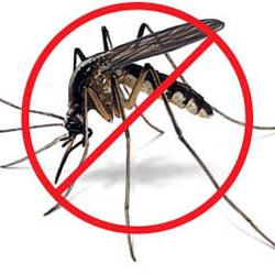 hvordan man skal håndtere myg