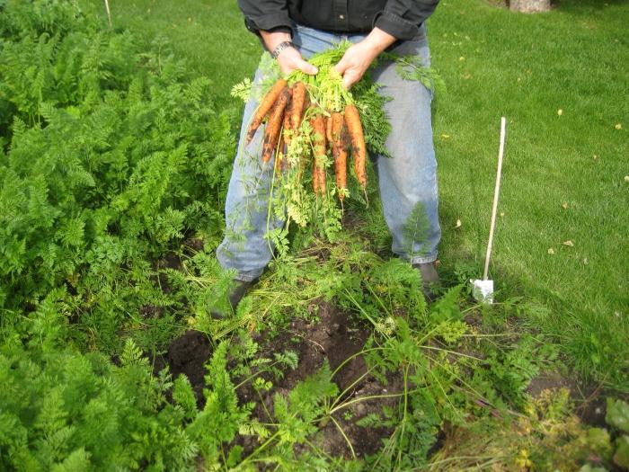 Sådan plante gulerødder til vinteren