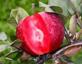 Hvornår skal du æde æble: Tips fra fagfolk