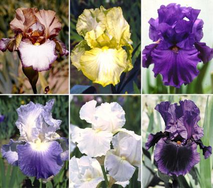 iriser af skæggede sorter