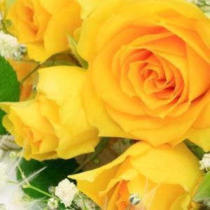 Romantik eller svig: Hvorfor gør en rosedrøm?