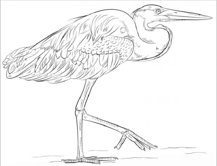 Kunstnerisk lektion: hvordan man tegner en heron