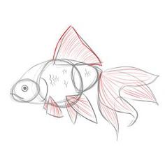 Hvordan tegner en guldfisk med en blyant? Trin-for-trin instruktion