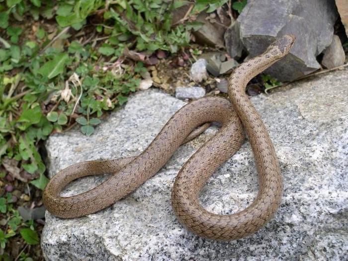 Er ikke-giftige slanger uskadelige?