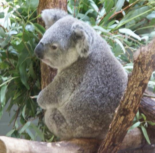hvor koala landet bor