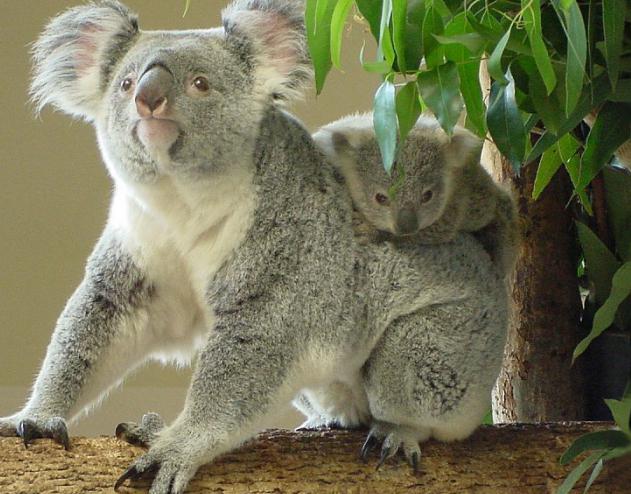 hvor koala bor i hvilket land