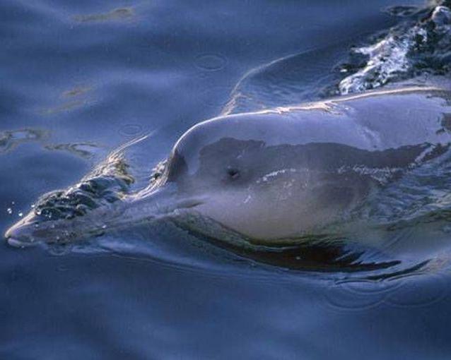 Forsvigtende dyrearter: Kinesisk floddelfin (baji)