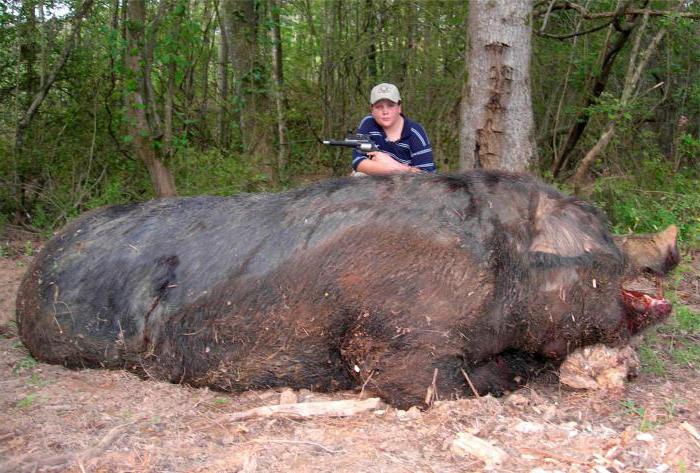 den største dræbte vildsvin i verden