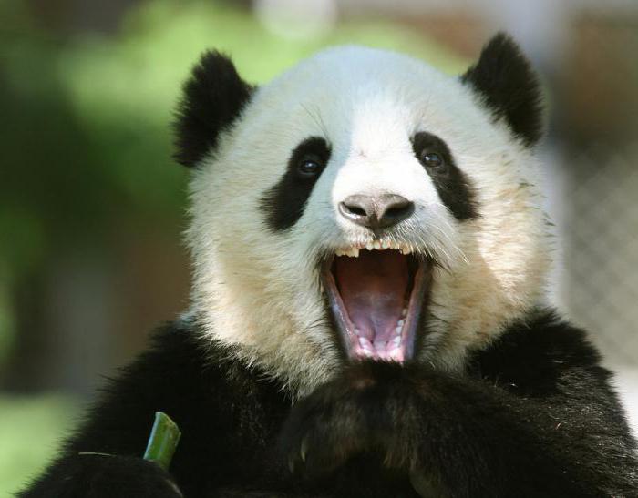 Hvor mange tænder har en stor og lille panda?