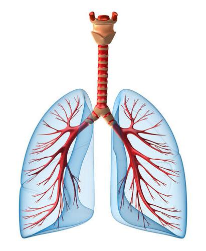 Lungebetændelse hos børn. Symptom - hoste